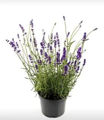 100 English Lavender Seeds  *Inc Free Seeds Offer* • £2.50