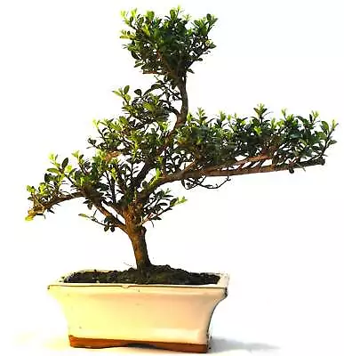 Ilex Bonsai Tree Informal Upright - Supplied In A Ceramic Pot • £40.99