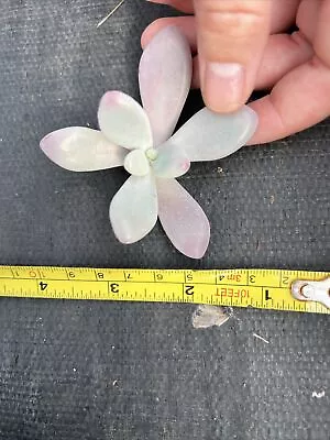 2x Graptopetalum Amethystinum Cutting Succulent • $5