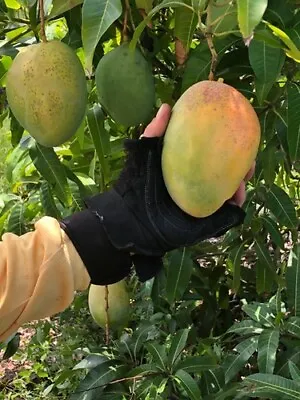 Grafted Mango Pineapple Pleasure (Mangifera) Tropical Live Fruit Tree (12 -24 ) • $70.19