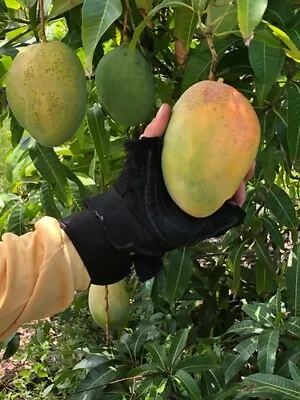 Mango Pineapple Pleasure (Mangifera) Tropical Live Fruit Tree Seedling (10 -24 ) • $30.50