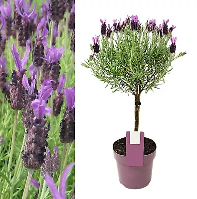 Lavender Anouk Lollipop Tree In 15cm Pot - Lavandula On Stem - Aromatic Plant • £24.99