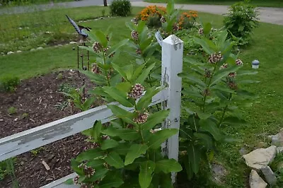 150+/1+gram/ Common Milkweed Seeds/Asclepias Syriaca/Fragrant/Monarch/Pollinator • $4