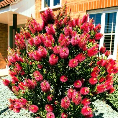 50 Crimson Bottlebrush Flower Tree Houseplant Garden Seeds Callistemon Citrinus • $6.95