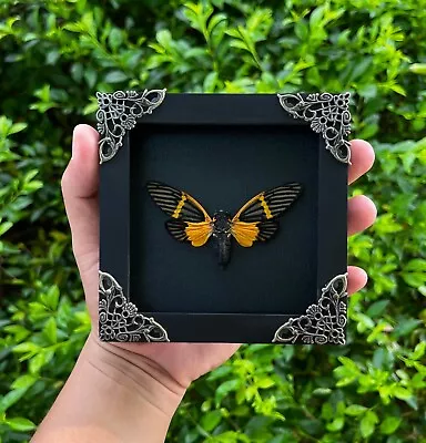 Real Cicada Mounted Framed Taxidermy Insect Shadow  Box Gothic Home Decor Art • $26