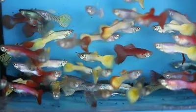 Family Of (25) Fancy Guppies Live Tropical Fish For Aquarium Pond Or Fish Tank • $50