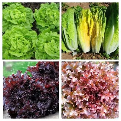 Lettuce Seeds - Huge Selection Of Varieties • £2.29