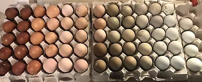 Hatching Eggs RAINBOW LAYERS 6+ Rare Ayam Cemani / Marans / Olive Eggers +NPIP! • $18