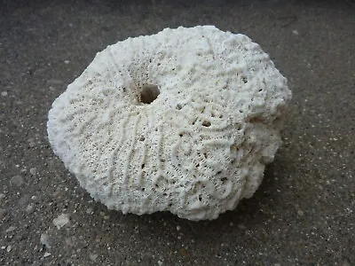 Coral Over One Pound Single Sample Dried Sun-bleached White • $3.99