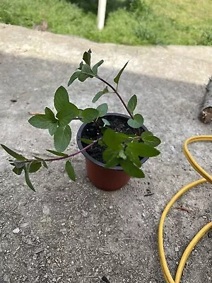 Chocolate Mint Plant • $5