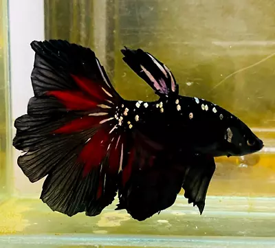 Live Betta Fish Halfmoon Avatar Nebula Vampire  Copper Male #HV05 From Indonesia • $30