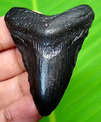 Megalodon Shark Tooth - 2.02” - Shark Teeth - Real Fossil - Natural - Megladone • $28