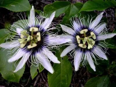 £1 • Buy Passiflora Edulis. Edible Passion Fruit. 24 Seeds.