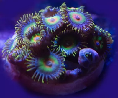 Rasta Zoa Zoanthid Soft Coral Frag 15 Polyps WYSIWYG • £30