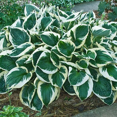£4.99 • Buy Hosta Minuteman Rhs Agm Plantain Lily Shade Perennial Garden Container Plant