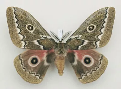 Saturniidae - Gonimbrasia Tyrrhea - Zigzag Emperor Moth - #1 - Male • $24.89