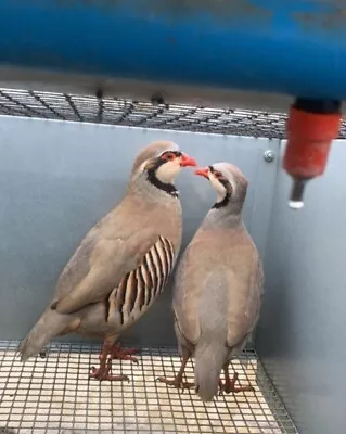 12 Chukar Partridge Hatching Eggs • £20