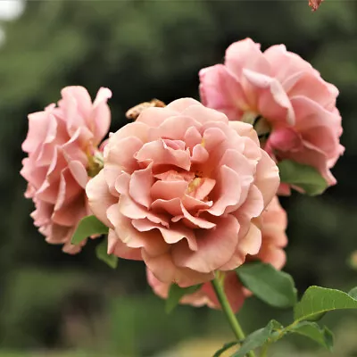 £16.99 • Buy 'Koko Loko' Floribunda Rose Bush , Unusual Champagne Cream & Lavender Flowers