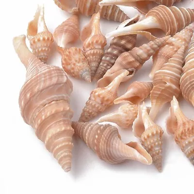 20g Cream Spiral Beach Shells Home Decor  Seashells Wedding Craft Beach 20-48mm • £4.99