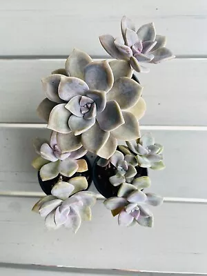 Graptopetalum Purple Delight 60mm Pot • $14