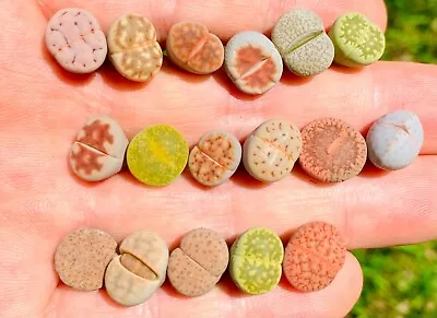 $19.99 • Buy Live Lithops Plant -20 Plants (0.3-0.5 ) - Colorful 1-1.5 Year Old Living Stone