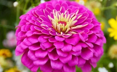 150 Seeds Zinnia Elegans Dahliaflowerd Violet Queen +4 FREE PLANT LABEL • £0.99