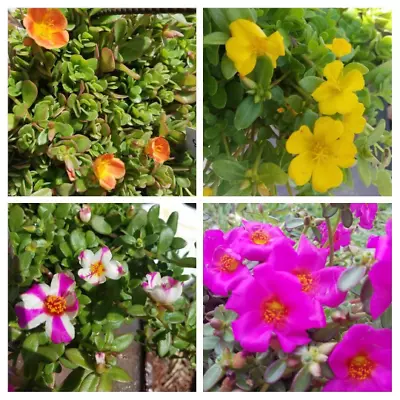 Lot Bundle 4 Flower Types Purslane Portulaca - 20 Fresh Cuttings • $14