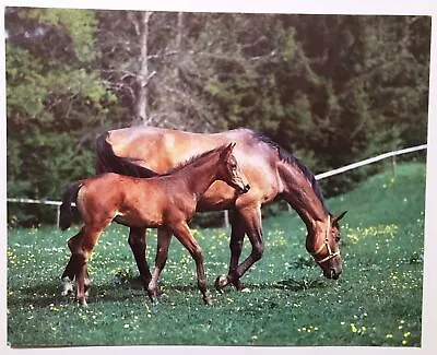 Horse Poster Print Mother Colt Field Baby Lithograph Litho Vintage Art PH410 • $11.99