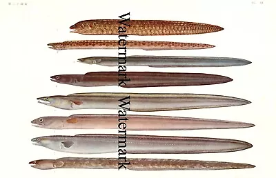 1931 Japanese Exotic Sea Life - Eels Kidako Moray Astro Conger Dagger 13x19 Fish • $14.99