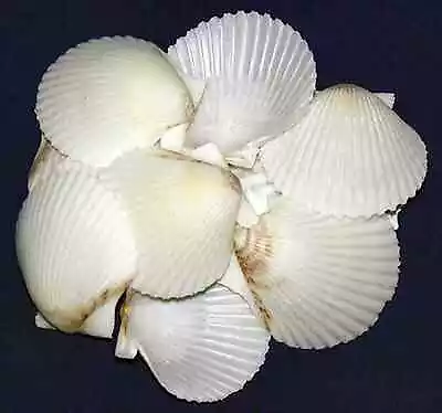 BULK White Scallop Seashells~1-1/2 -2 ~(20 Shells) • $6.56