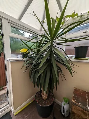 Large Yucca Yukka Plant • £120