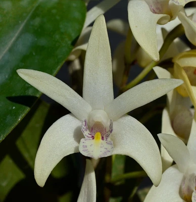 $10.50 • Buy Orchid -Dendrobium Hamilton 'Vicky' HCC/AOC X Falcorostrum 'Pinnacle'