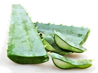 Aloe Vera Gel Freshly Cut Large Organic Leaf  Medicinal Natural Remedy Skin Heal • £3.79