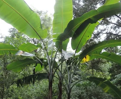 Musa Thomsonii 10 Seeds Edible Himalayan Banana Fruit Tree • $5.49