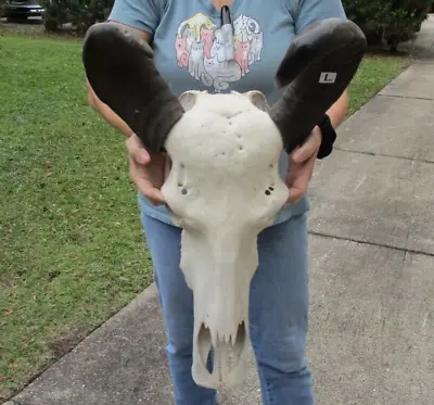 Asian Water Buffalo Skull With 16-17 Inch Horns From India Taxidermy #48660 • $99.99