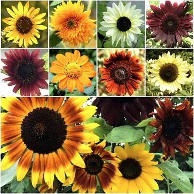 Bulk Sunflower Mix For Planting | 1000+ Heirloom Non-GMO Sunflower Mix • $144