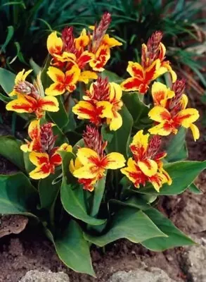 Garden Cottage Queen Charlotte Canna Perennial Flower Plant In 1L Pot • £12.99