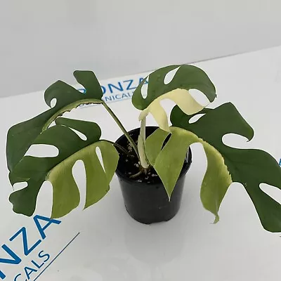 Rhaphidophora Tetrasperma Variegated Albo Mini Monstera ESTABLISHED PLANT • $1