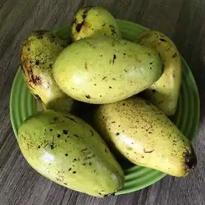 Wani Mango 5+ Seeds (Mangifera Caesia) • $350