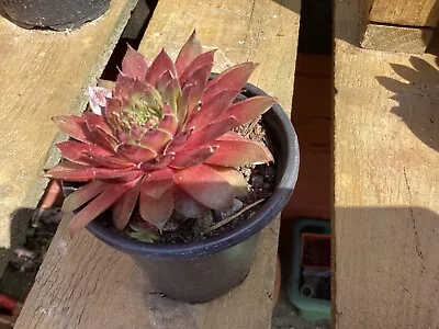 A Sempervivum Draco Hardy Succulent Plant. • £5