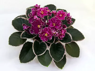 £5 • Buy African Violet LEAVES-K,KZ,LE,LF,MK,NK,ND,N