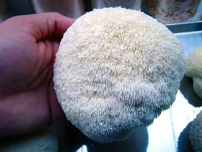 Lion's Mane Mushroom Grow Kit  (H. Erinaceus) - 5 LB - Ready To Fruit • $18.49