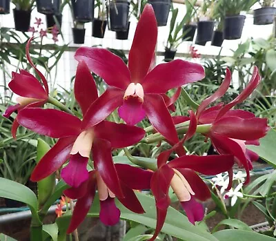 Cattleya Orchid Hybrid - Cat. TOWERING INFERNO • $32