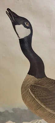 $149.99 • Buy Audubon Amsterdam Double Elephant Folio 1971 Plate 277 Hutchin's Barnacle Goose