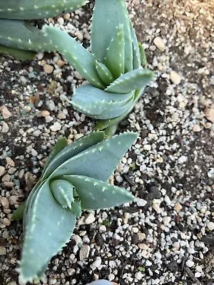 Aloe Brevifolia  (compact Form) Succulent • $10