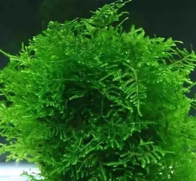 Java Moss Buy 2 Get 1 For Free  • $8.49