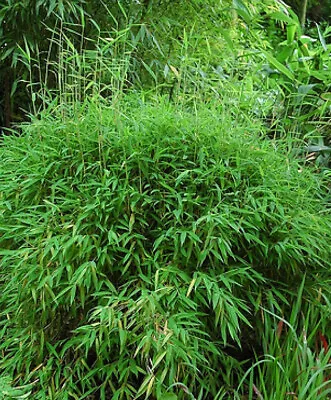 Fargesia Murielae. Hardy Clump Forming Non Invasive Bamboo. In A 1.5 Ltr Pot. • £19.95