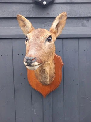 £125 • Buy Taxidermy Roe Deer Head Mount 