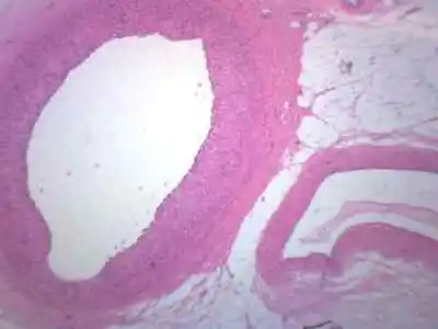 10PK Human Artery & Vein CS Prepared Microscope Slides - 75x25mm - Eisco Labs • $30.99