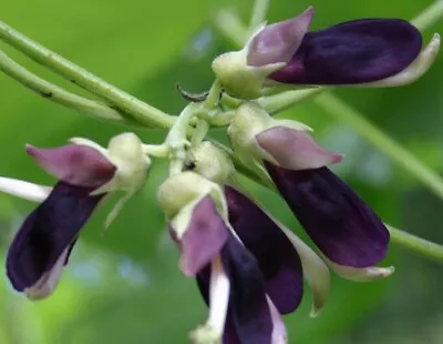 Mucuna Pruriens (Velvet Bean) 5 Seeds • $13.05